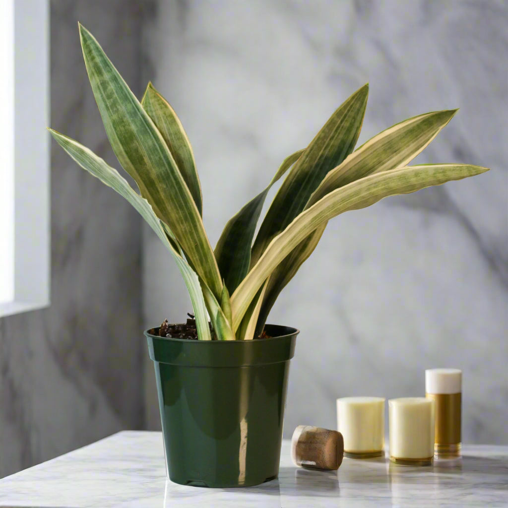 Sayuri Sansevieria Snake Plant