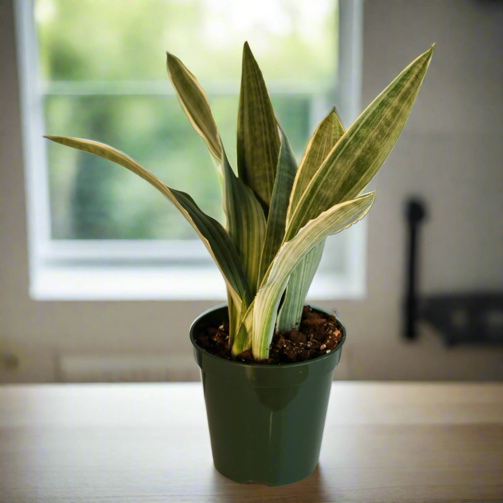 Sayuri Sansevieria Snake Plant