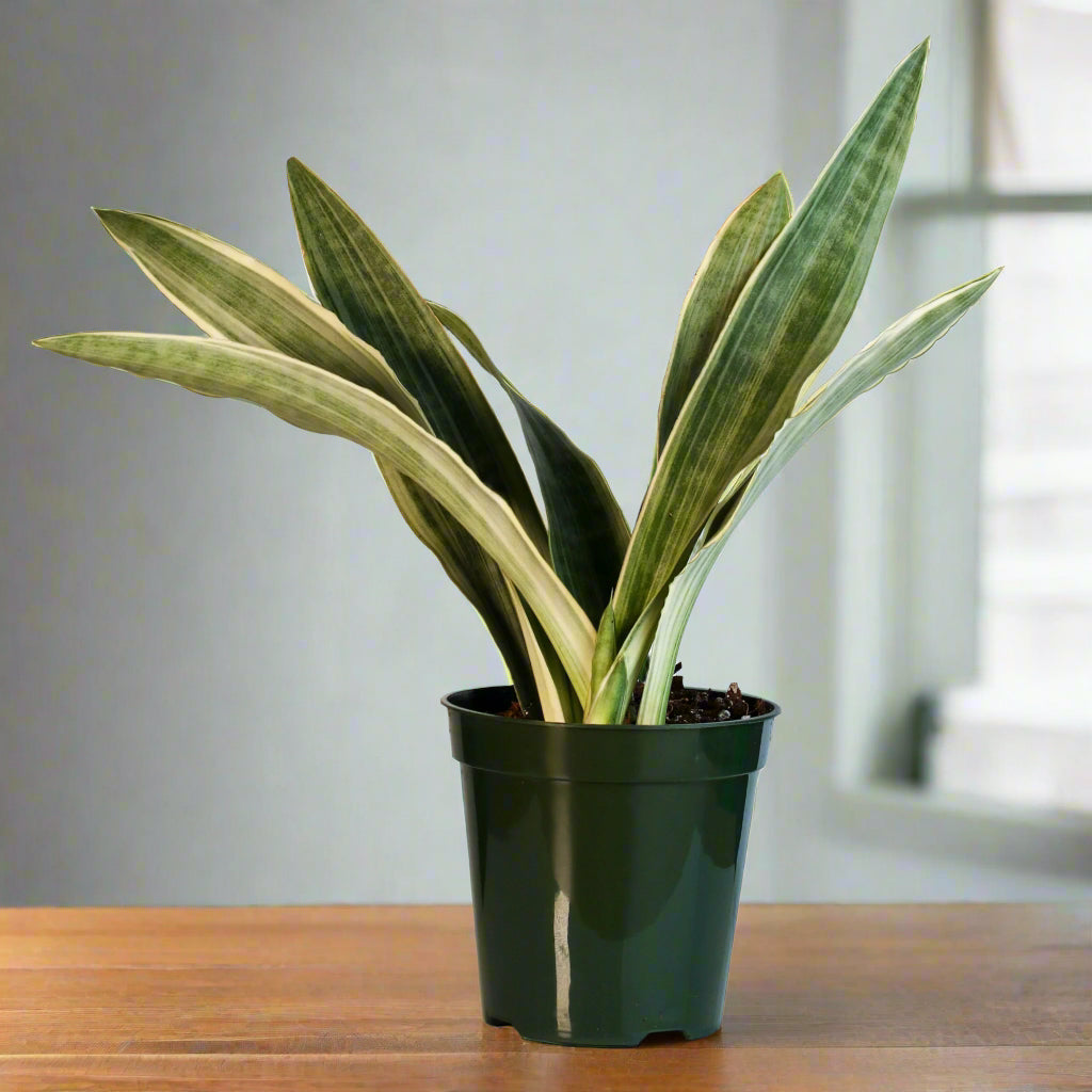 Sayuri Sansevieria Snake Plant
