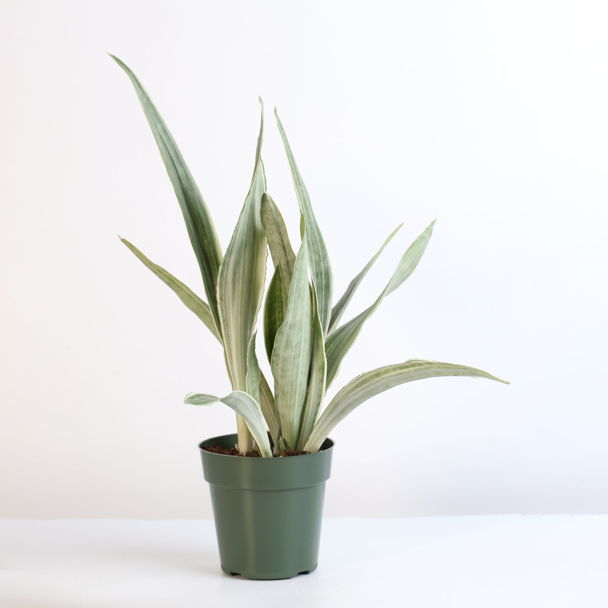 Sayuri Sansevieria Snake Plant
