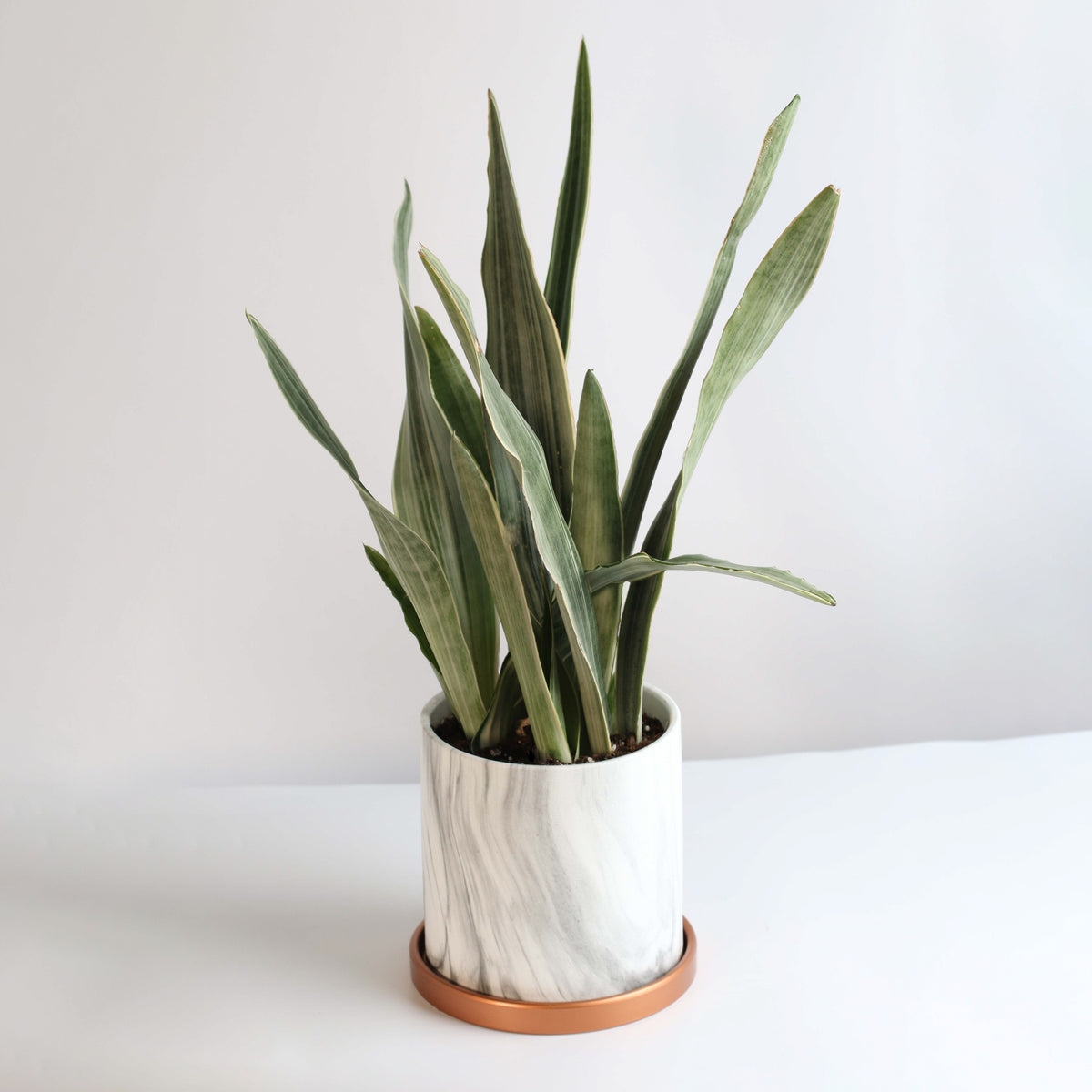 Sayuri Sansevieria Snake Plant