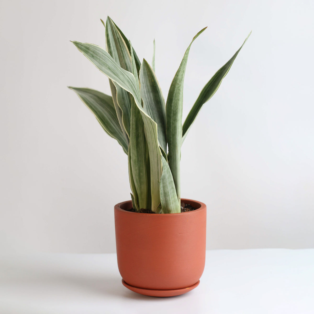 Sayuri Sansevieria Snake Plant