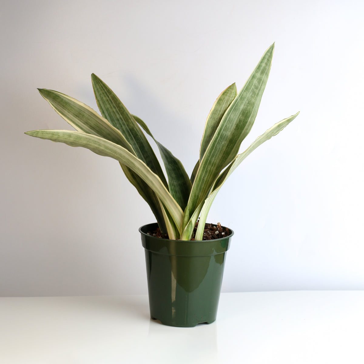 Sayuri Sansevieria Snake Plant
