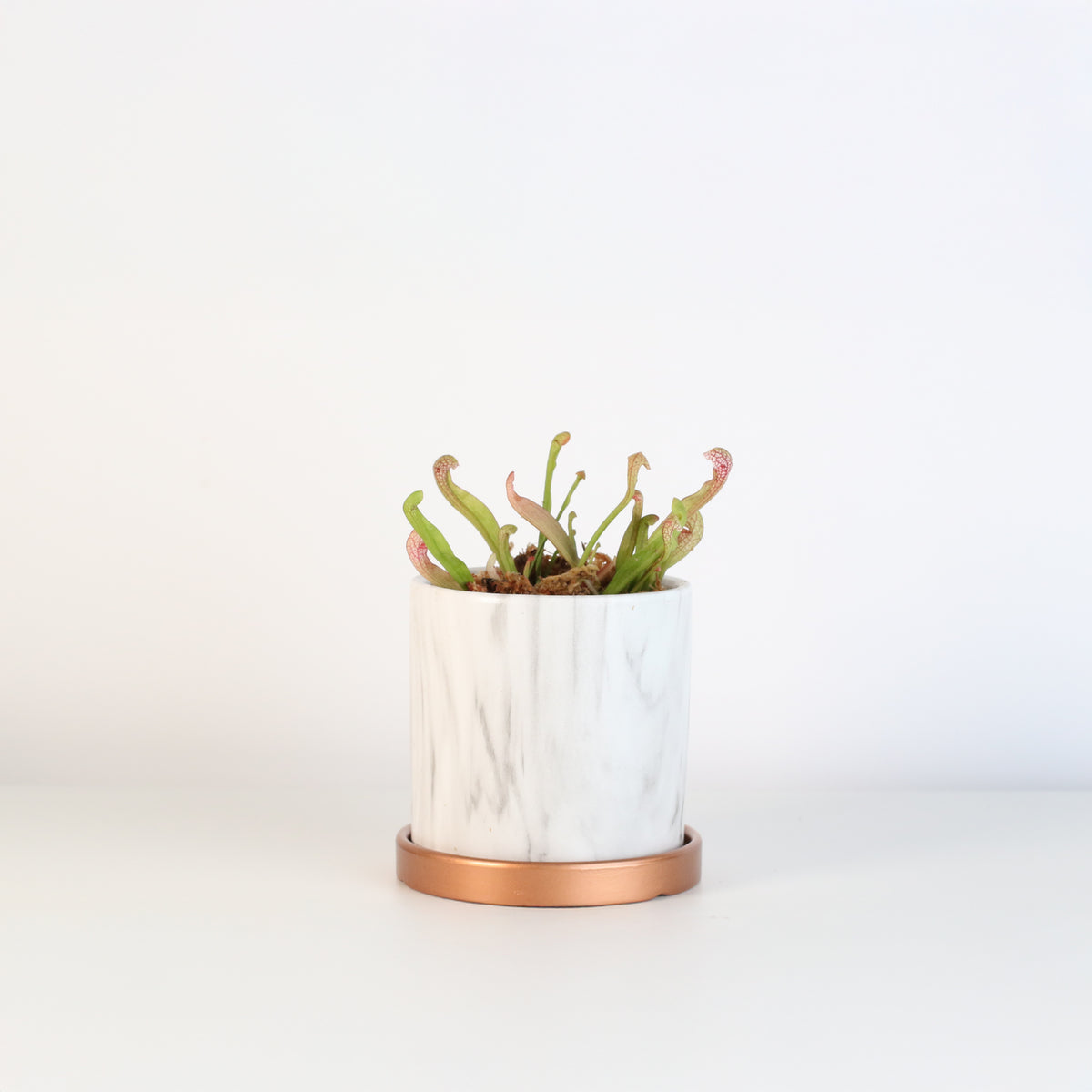 Sarracenia 'Scarlet Belle' Carnivorous Plant