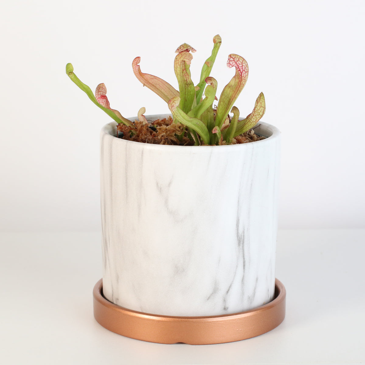 Scarlet Belle in Daphne Ceramic Planter 4.5".