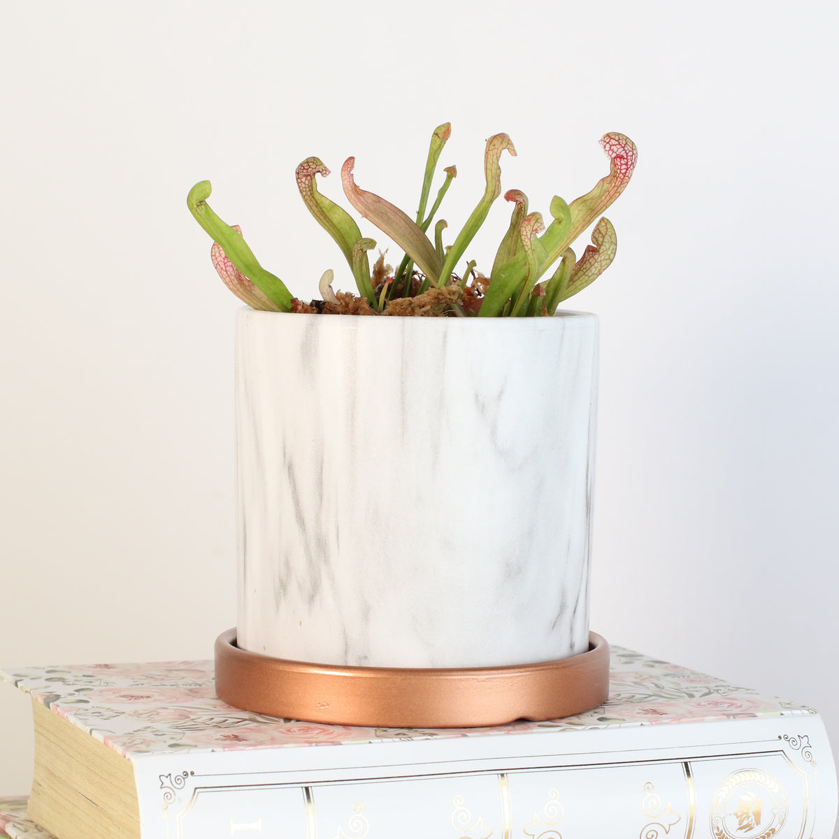 Sarracenia 'Scarlet Belle' Carnivorous Plant