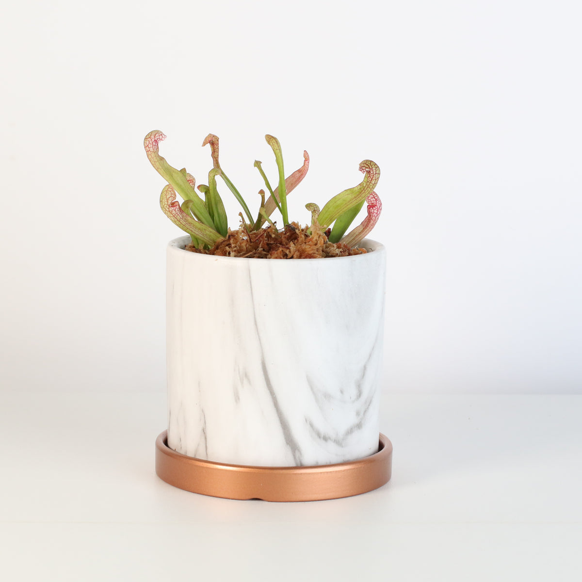 Scarlet Belle in Daphne Ceramic Planter 4.5".