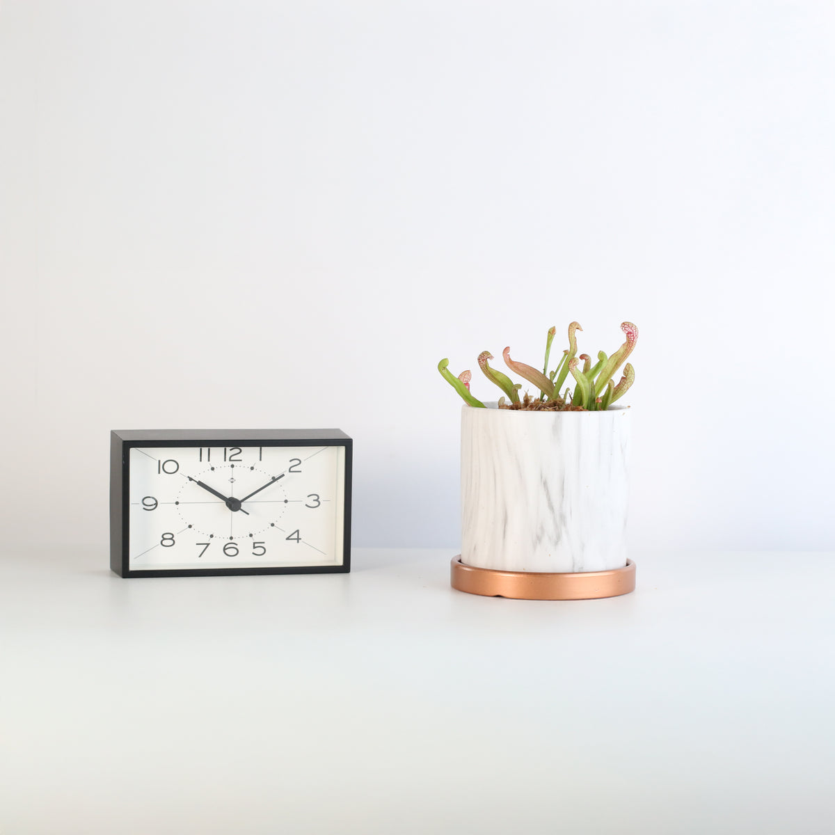 Scarlet Belle in Daphne Ceramic Planter 4.5" next to clock.