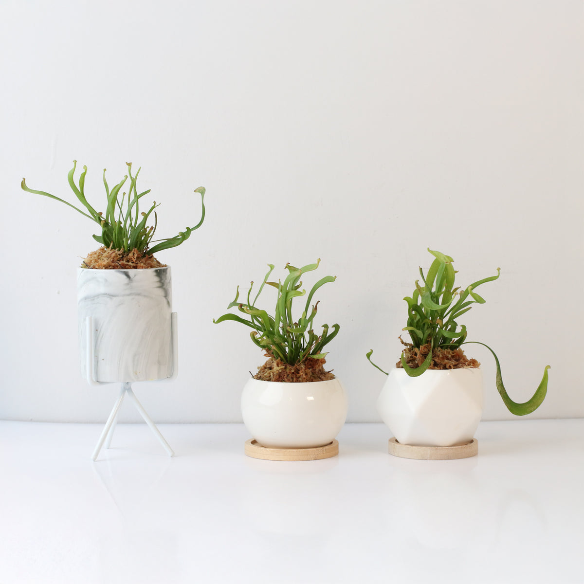 Sarracenia 'Scarlet Belle' Carnivorous Plant