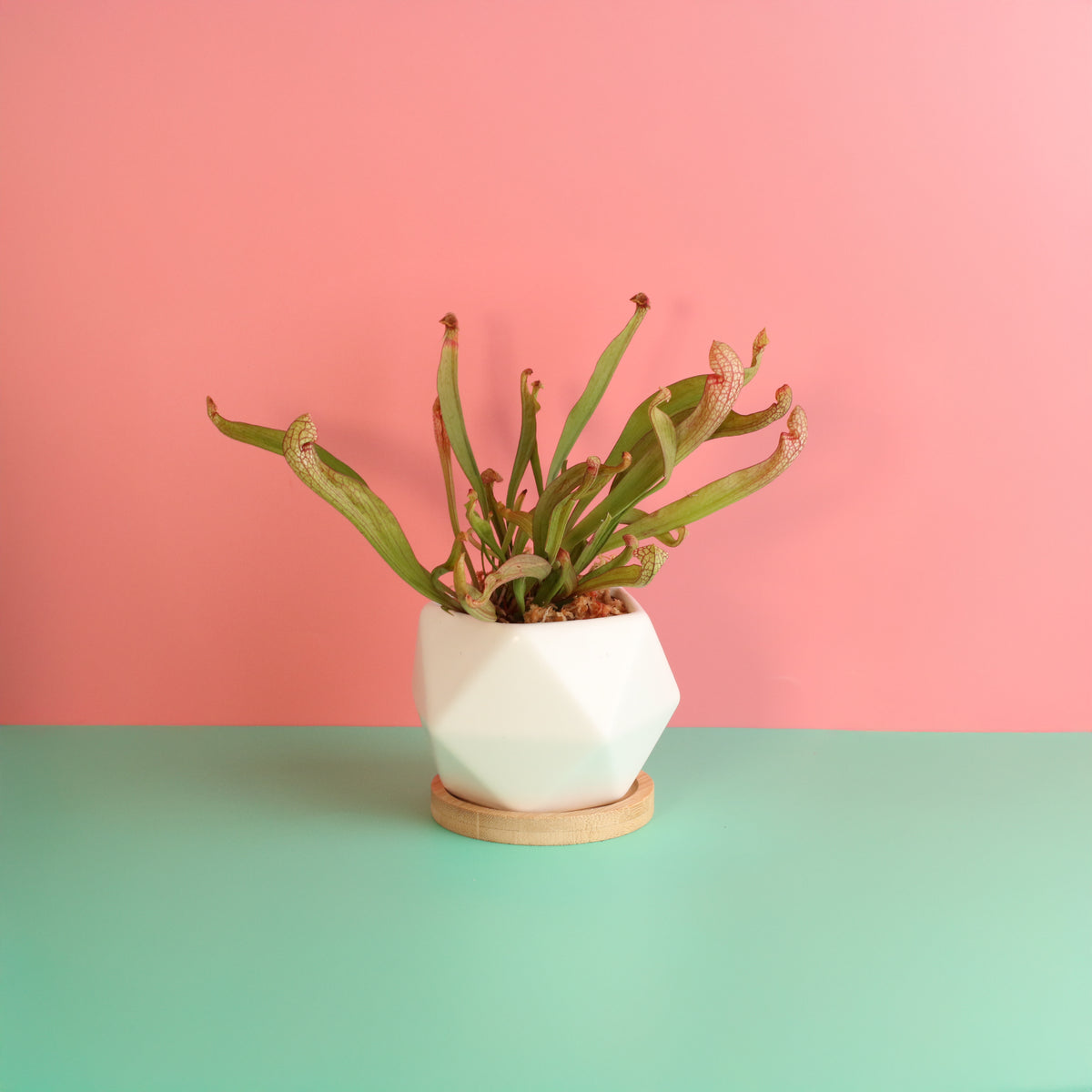 Sarracenia 'Scarlet Belle' Carnivorous Plant