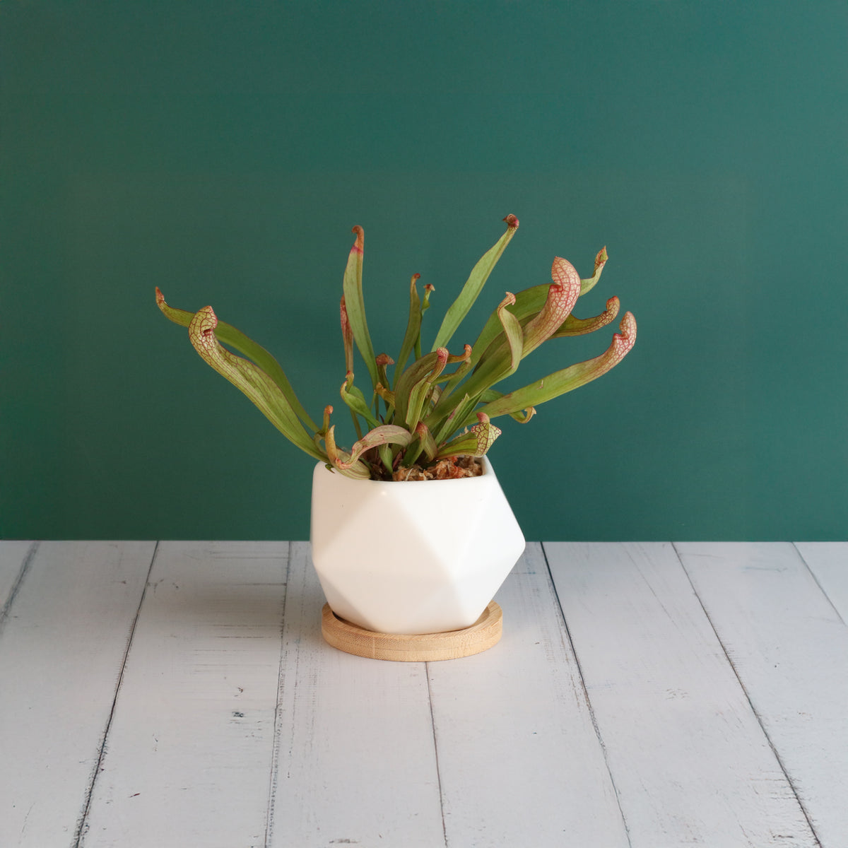 Sarracenia 'Scarlet Belle' Carnivorous Plant