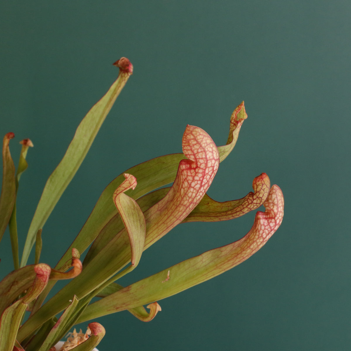 Sarracenia 'Scarlet Belle' Carnivorous Plant