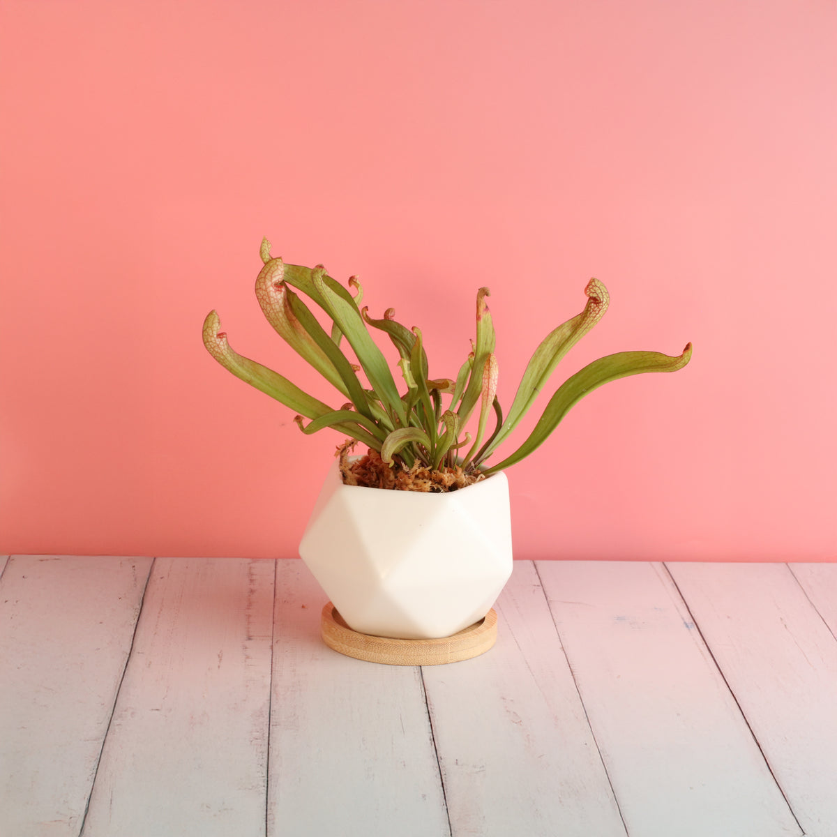 Sarracenia 'Scarlet Belle' Carnivorous Plant