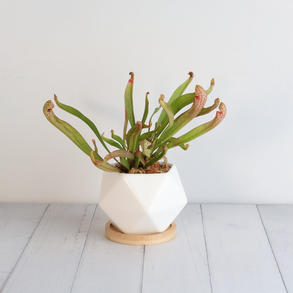 Sarracenia 'Scarlet Belle' Carnivorous Plant