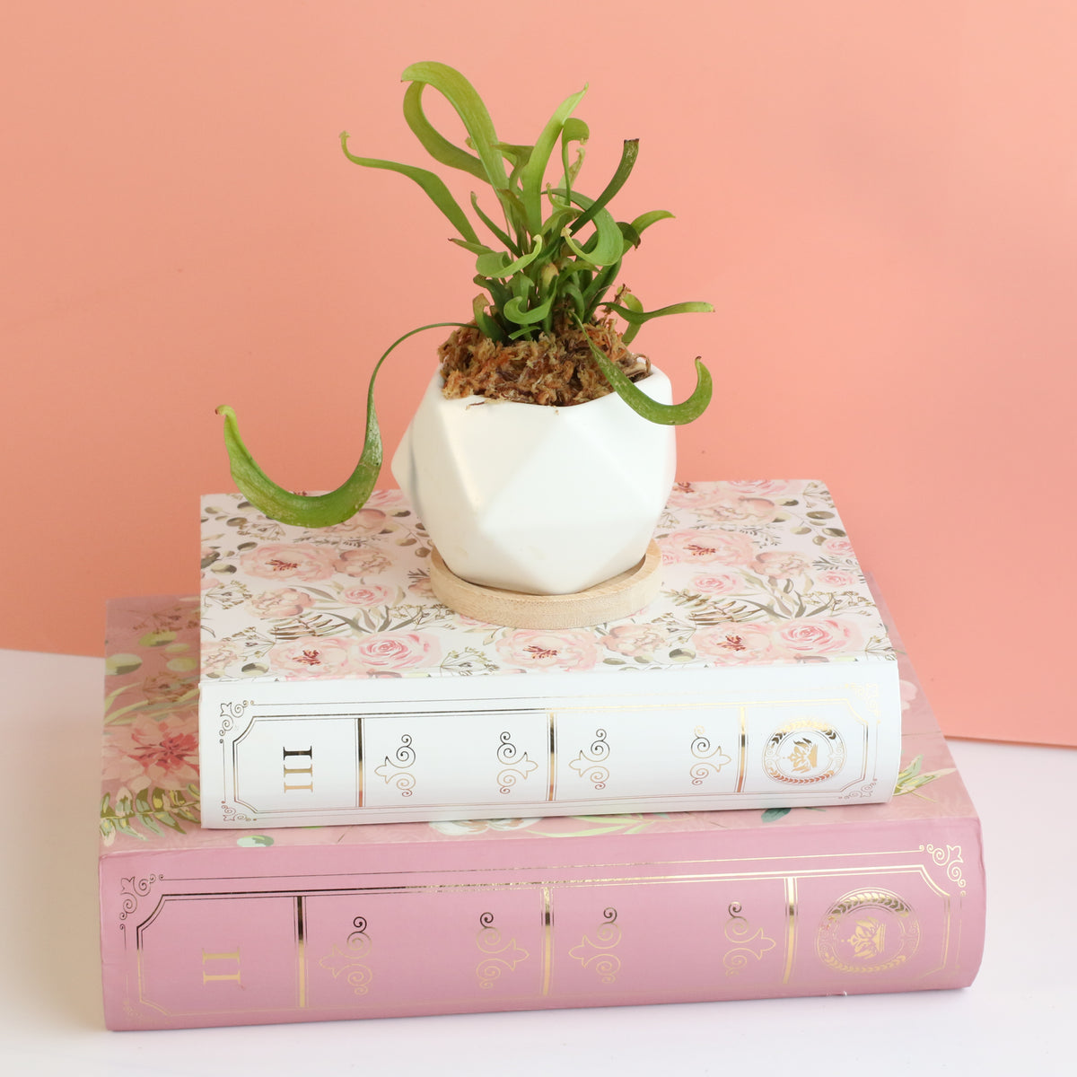 Sarracenia 'Scarlet Belle' Carnivorous Plant