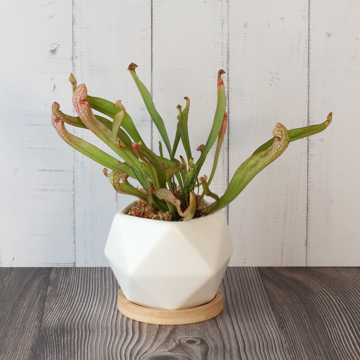 Sarracenia 'Scarlet Belle' Carnivorous Plant