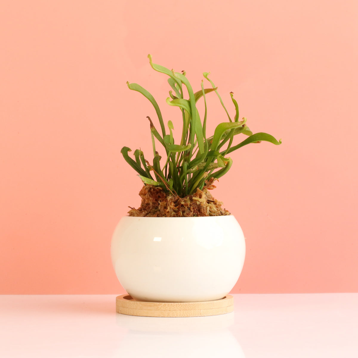 Sarracenia 'Scarlet Belle' Carnivorous Plant