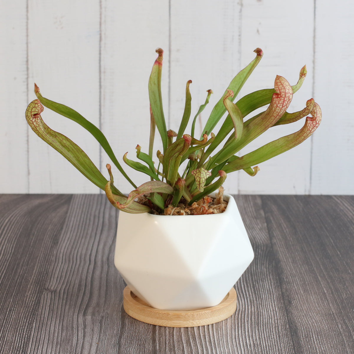 Sarracenia 'Scarlet Belle' Carnivorous Plant