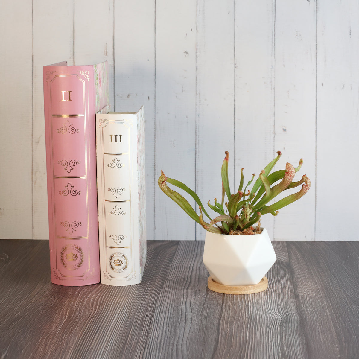 Sarracenia 'Scarlet Belle' Carnivorous Plant