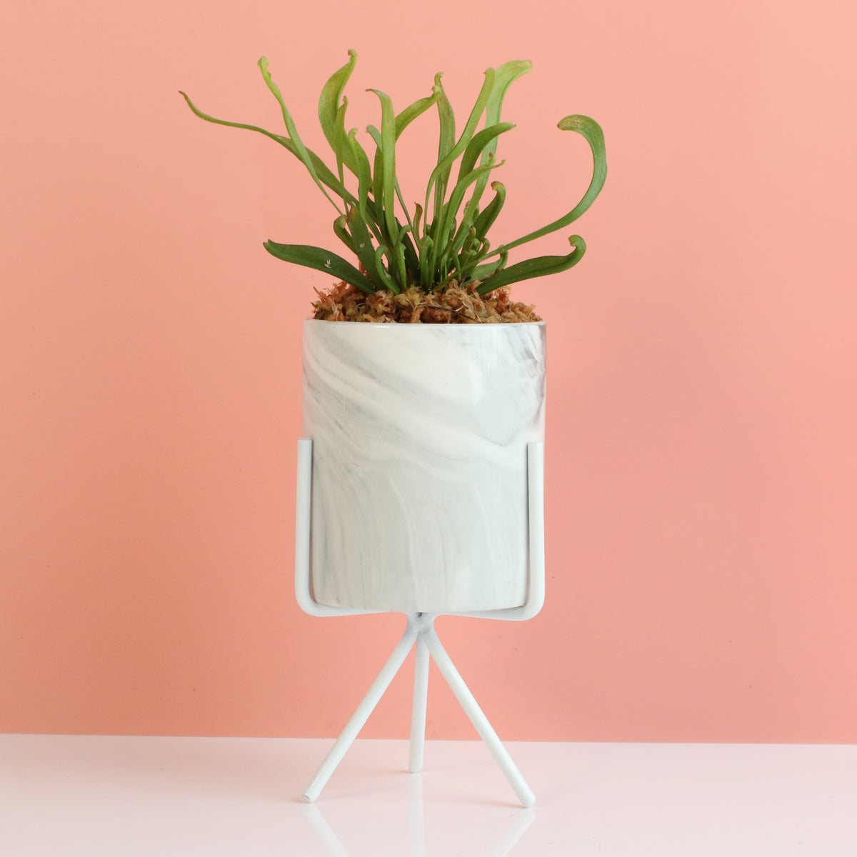 Sarracenia 'Scarlet Belle' Carnivorous Plant