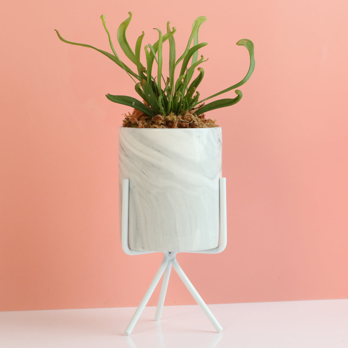 Sarracenia 'Scarlet Belle' Carnivorous Plant