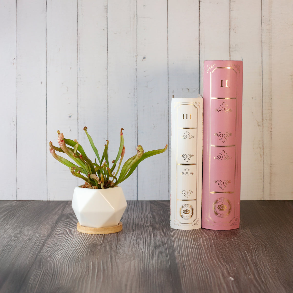 Sarracenia 'Scarlet Belle' Carnivorous Plant