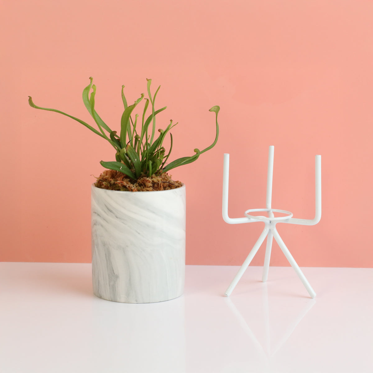 Sarracenia 'Scarlet Belle' Carnivorous Plant