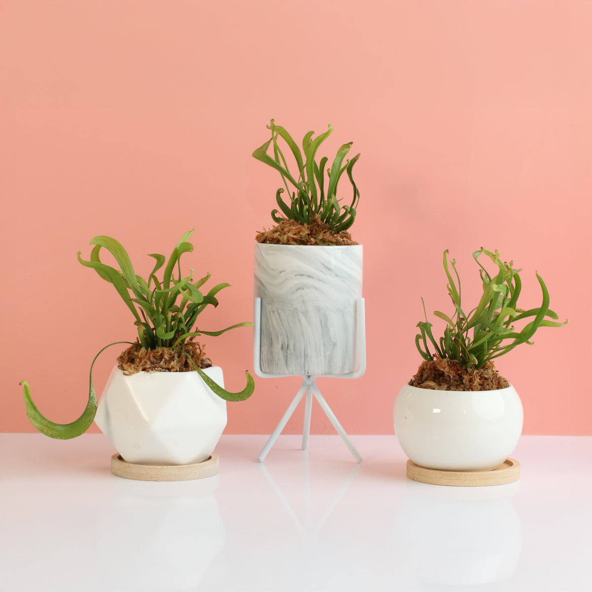 Sarracenia 'Scarlet Belle' Carnivorous Plant