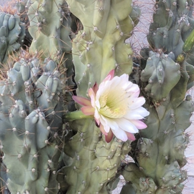 Monstrose Peruvian Apple Cactus