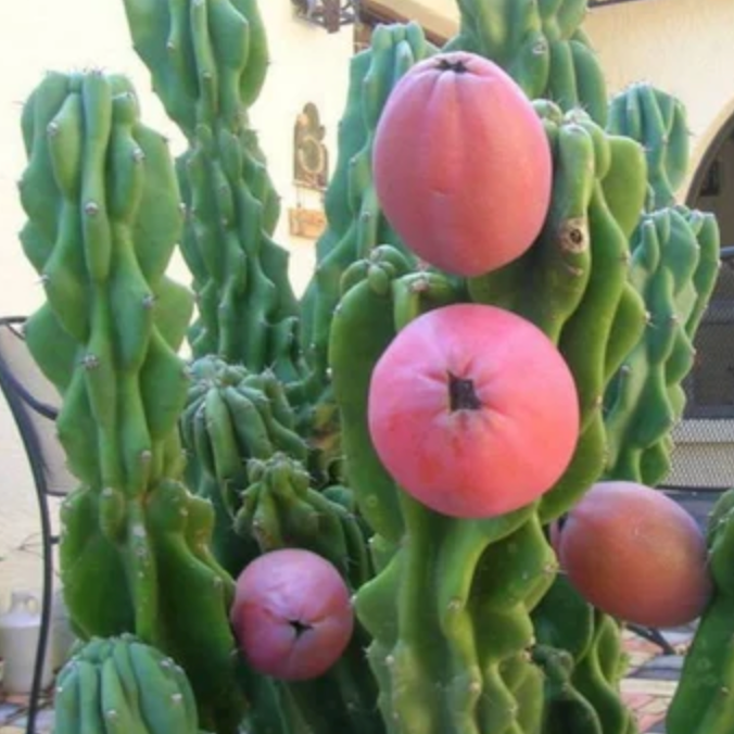 Monstrose Peruvian Apple Cactus