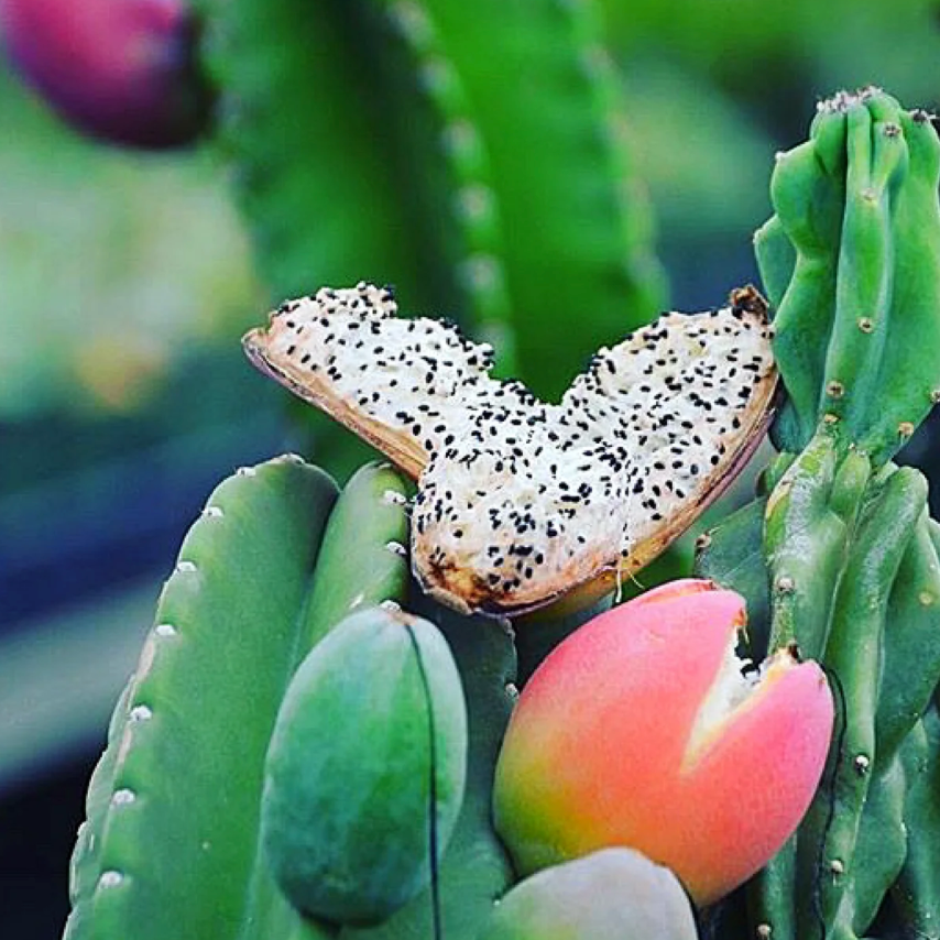 Night Blooming Peruvian Apple Cactus