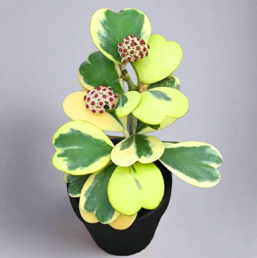 Hoya Kerrii 'Hearts' Variegated Vine