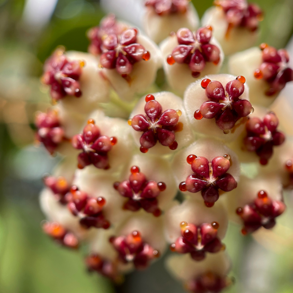 Hoya Kerrii 'Hearts' Variegated Vine