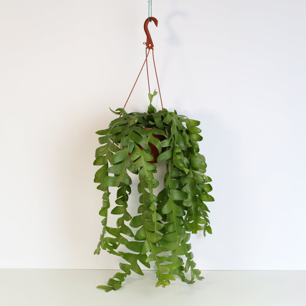 Shark Fin Epiphyllum Plant