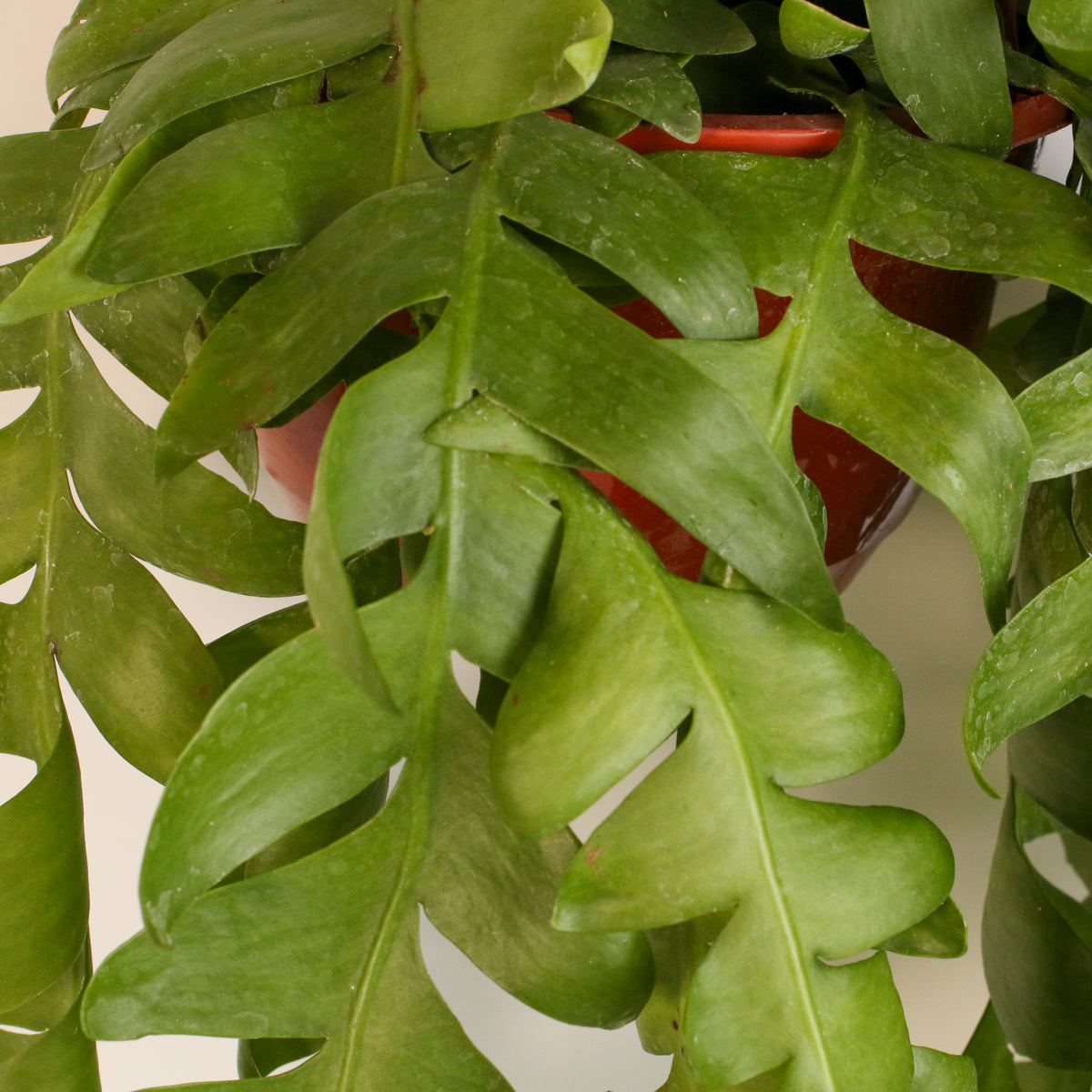 Shark Fin Epiphyllum Plant