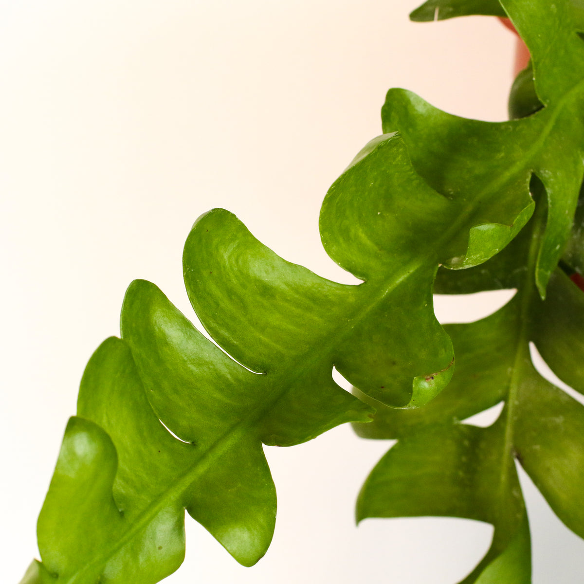 Shark Fin Epiphyllum Plant
