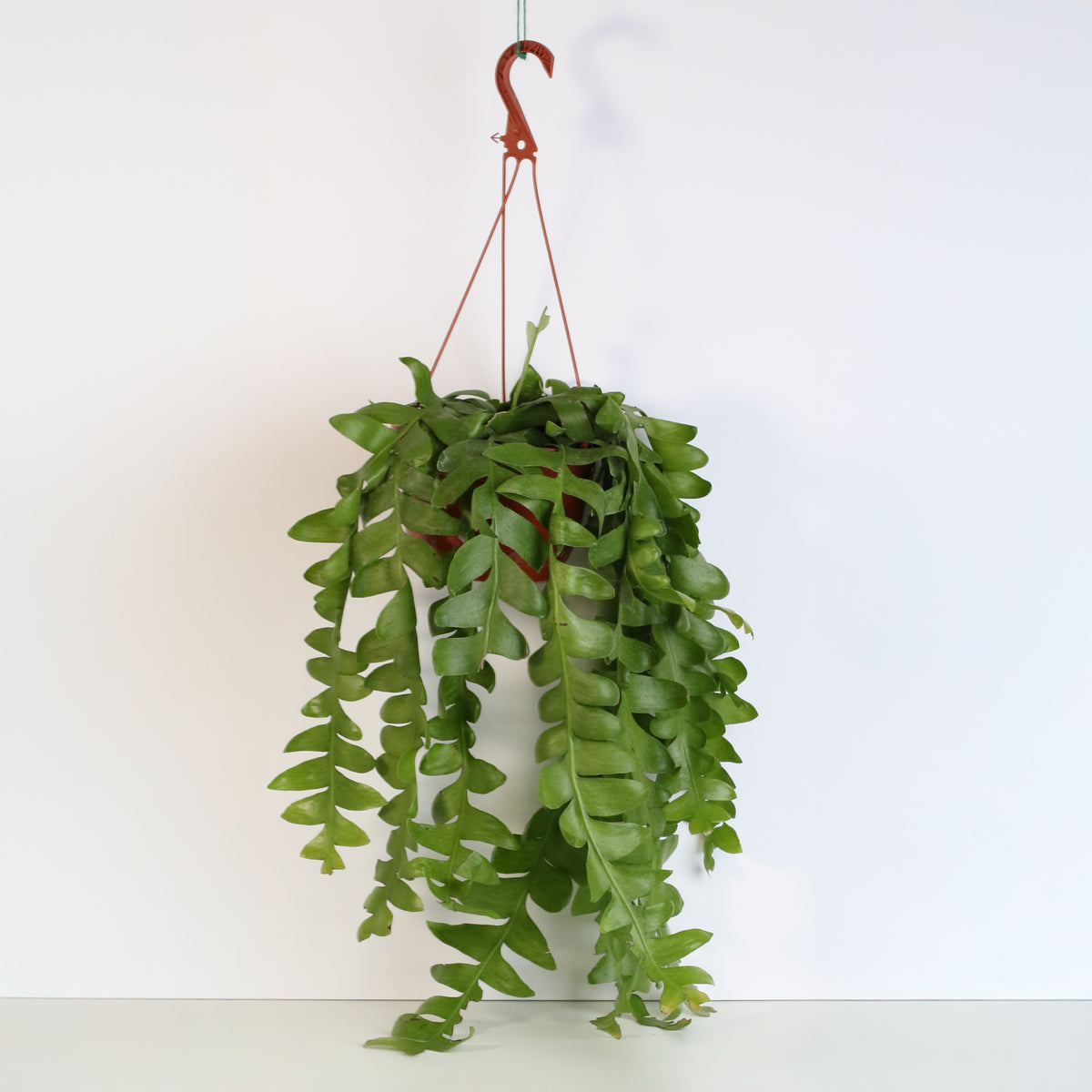 Shark Fin Epiphyllum Plant