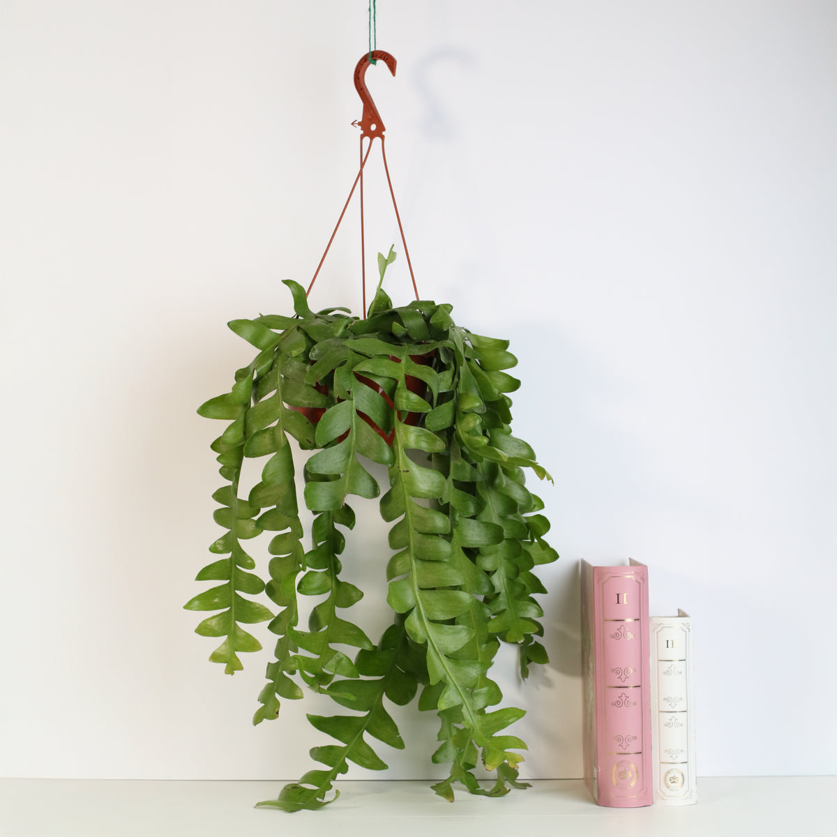 Shark Fin Epiphyllum Plant