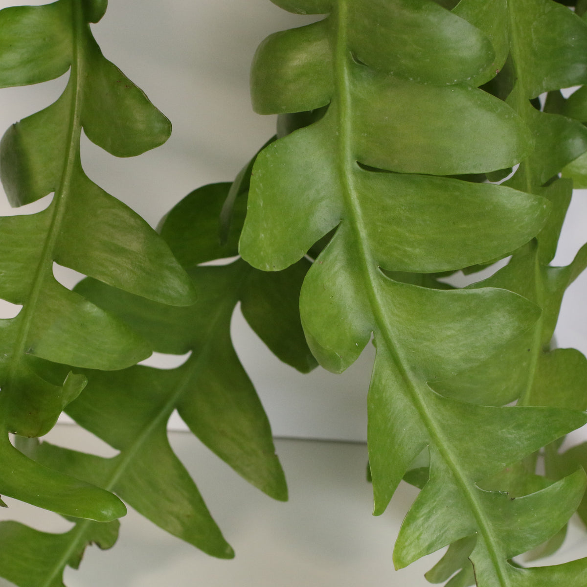 Shark Fin Epiphyllum Plant