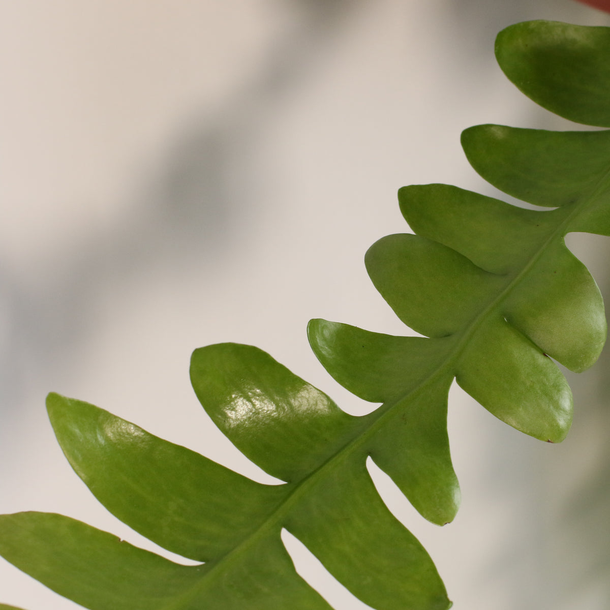 Shark Fin Epiphyllum Plant