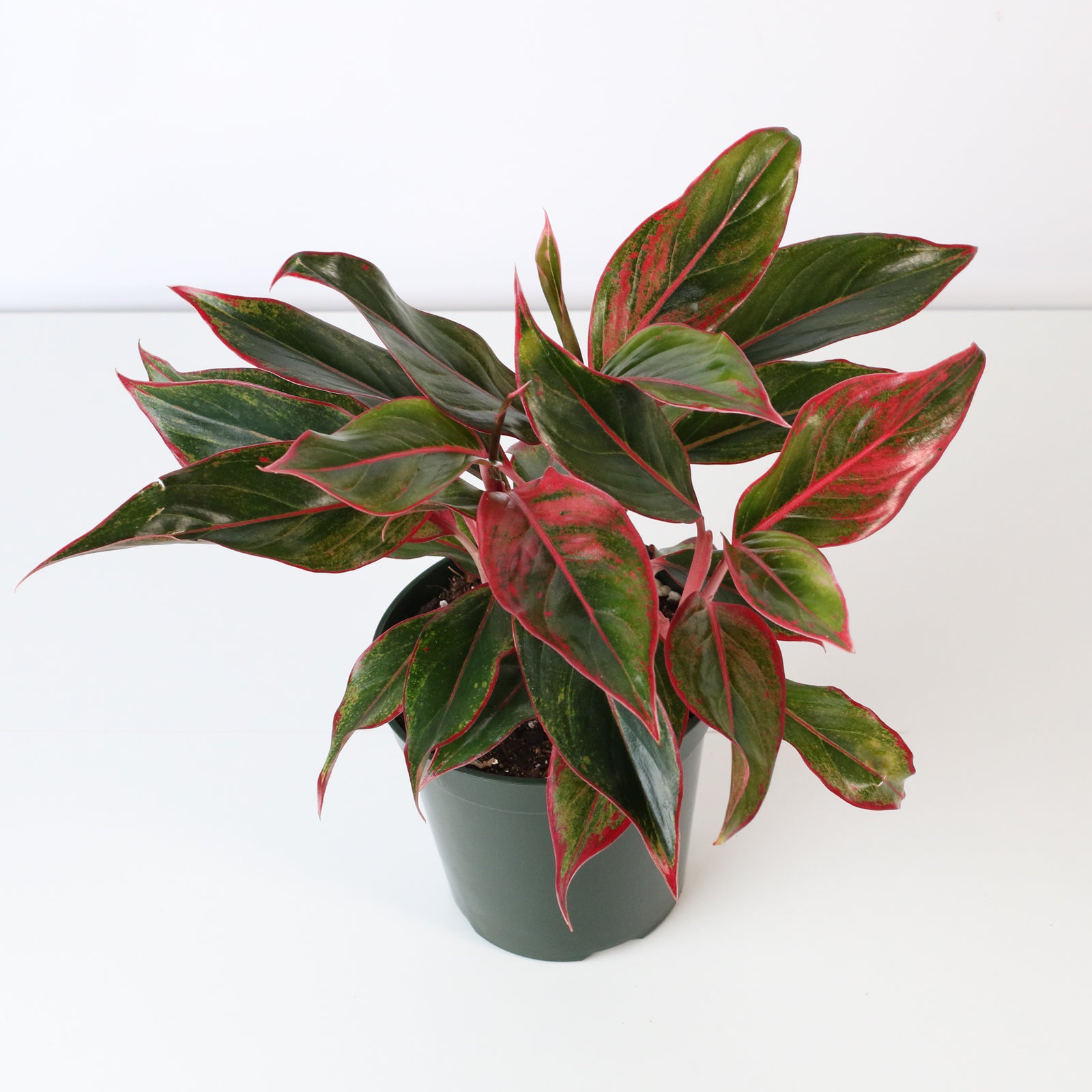 Aglaonema Siam