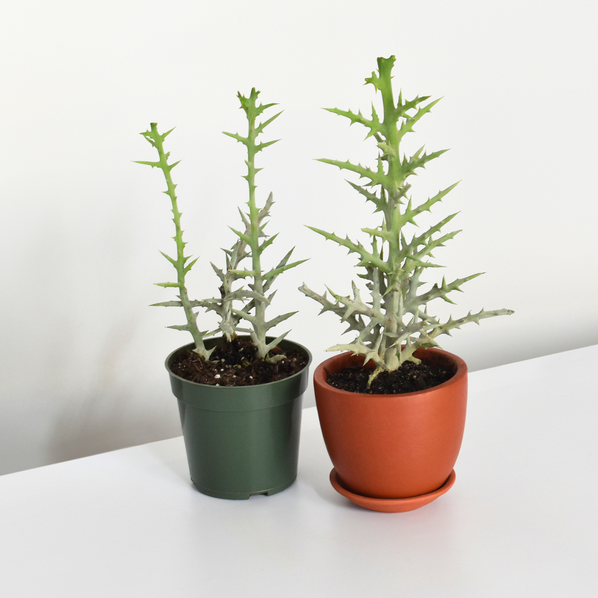 Silver Thicket African Succulent