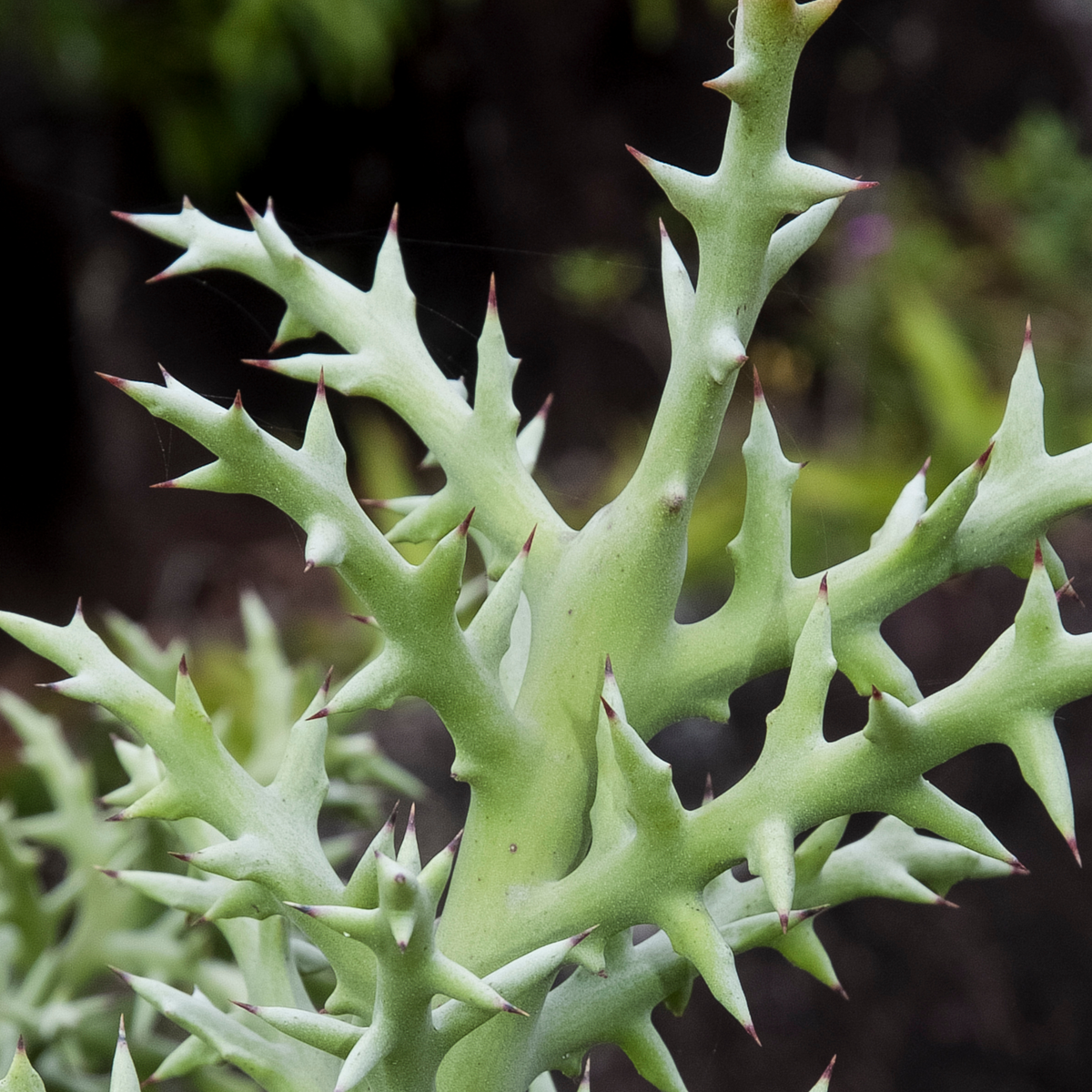 Silver Thicket African Succulent