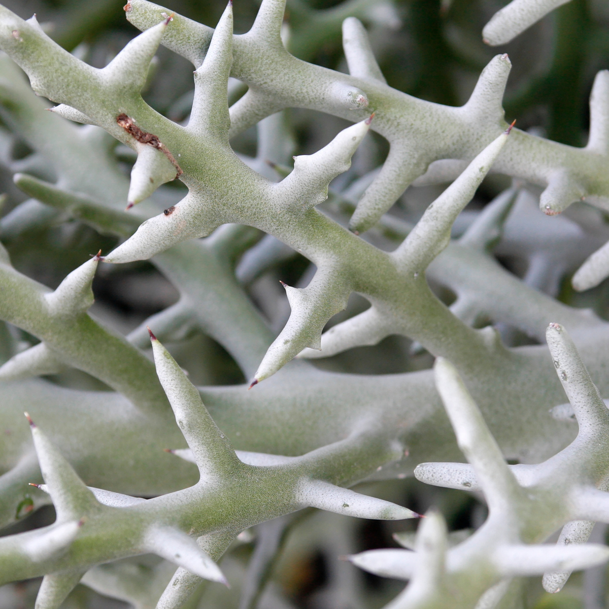 Silver Thicket African Succulent