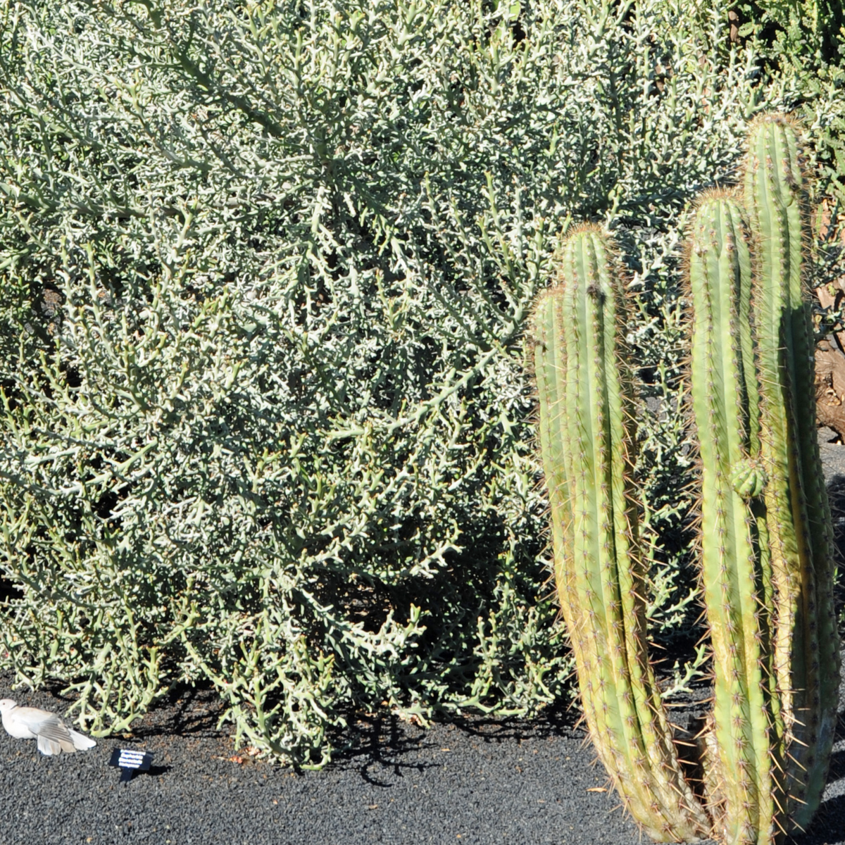 Silver Thicket African Succulent