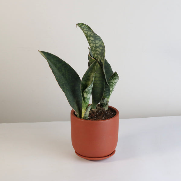 fillet of a fenny snake plant Shark Fin Sansevieria Snake Plant