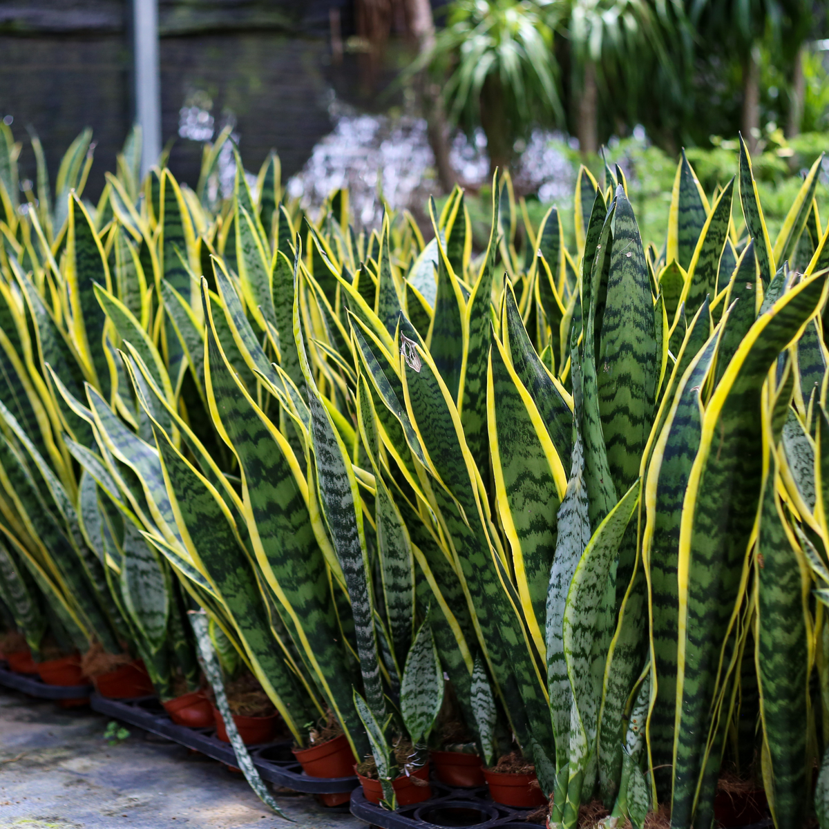 Variegated Yellow Edged Sansevieria Snake Plant