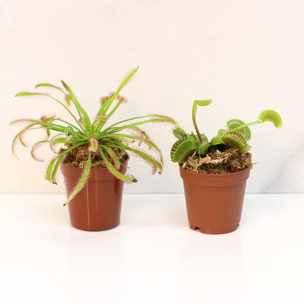 plant traps indoor Trap Stars Duo Carnivorous Plant Bundle Hot Bite