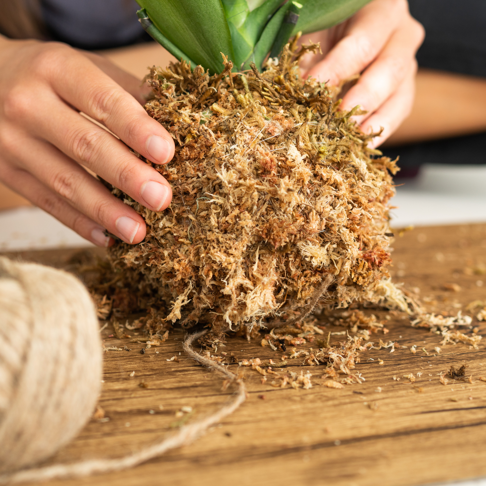 Nursery Sphagnum Moss Brick (Approx 0.33lbs) Verdant Lyfe