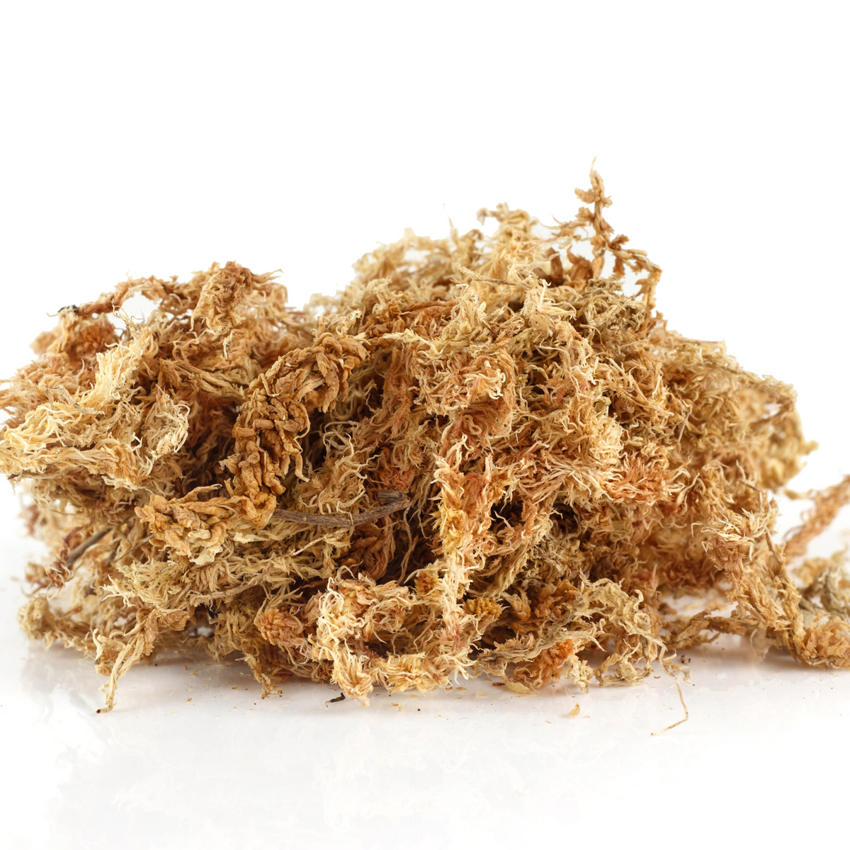 Sphagnum Moss Brick- Nursery